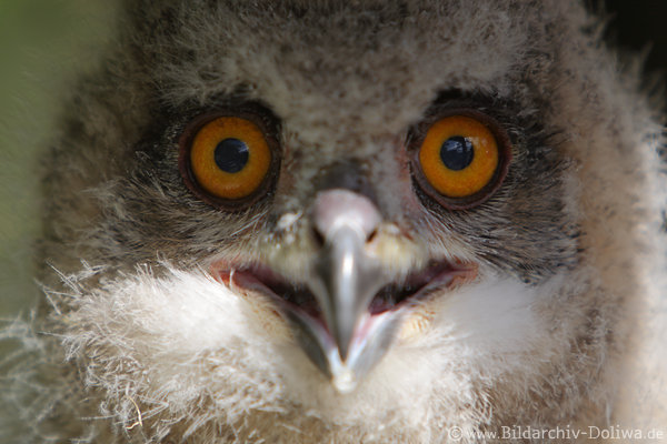 Uhu Eulenkind in Flaum Daunen Gefieder Foto Gesicht Gelbaugen krummer Schnabel