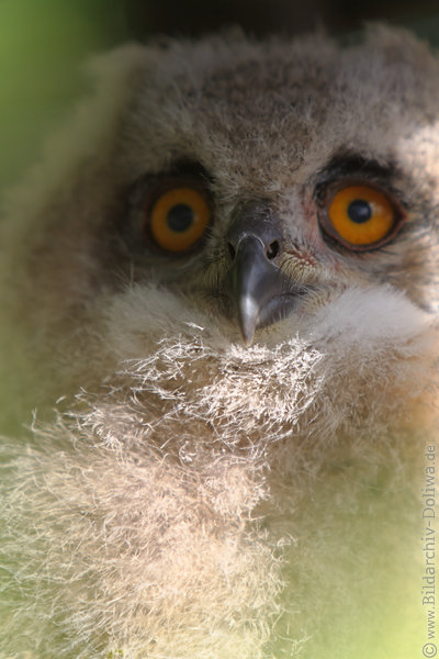 Flaumiger Uhu Eulenkind in Daunen Foto flauschig weich Gefieder zuckersss