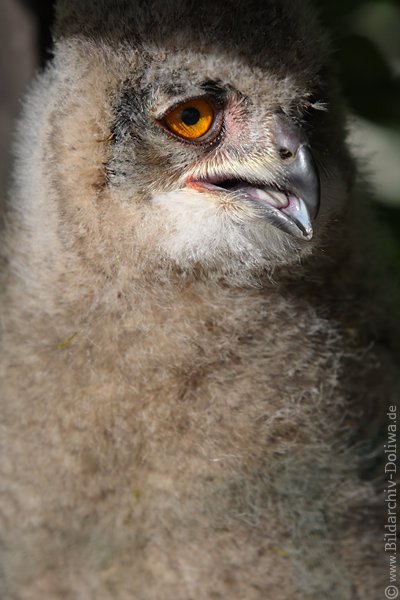 Uhu flaumige Eule Daunen Gefieder Zunge Schnabel gelbes Auge flauschiges Tierkind Fotoportrait