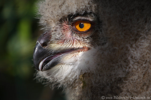 Uhu Jungeule Krummschnabel Auge in Daunen Flaumgefieder Foto Tierportrt