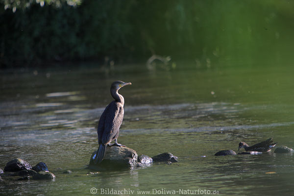 Kormoran in Wasser Vogel auf Stein