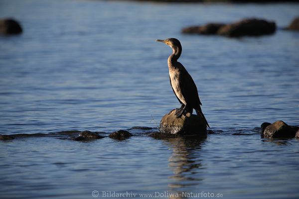 Kormoran in Alstersee Blauwasser auf Stein