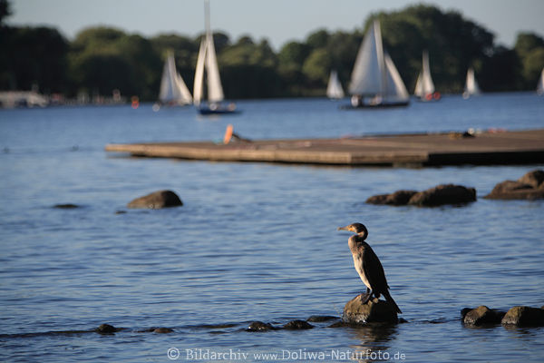 Kormoran Segelboote AlsterWasser Vogel