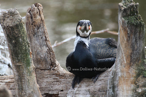 Kormoran Nistplatz am Ast alte Baumreste