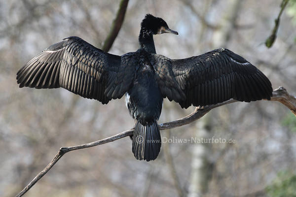 Kormoran Flgelbreite Rcken sonnen auf Ast