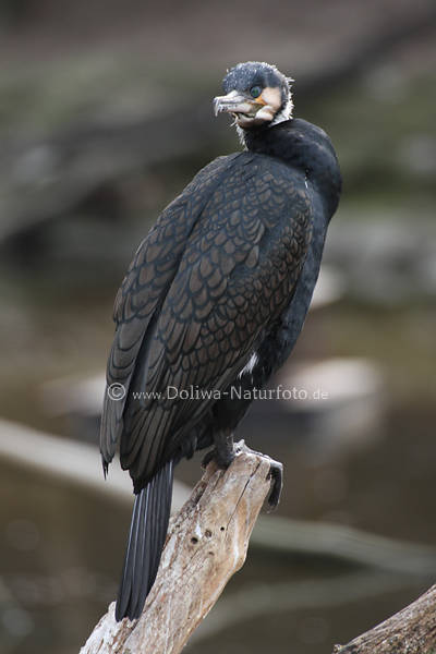 Kormoran Schwarzvogel gekrmmter Schnabel Kopf Auge