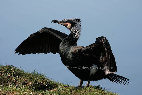 Kormoran Schwarzvogel Flgel sonnen