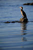 Kormoran Vogel Foto auf Stein über Wasser Blaufläche hochstehender Tierporträt