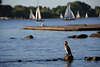 Kormoran Segelbooten Alsterwasser Vogel Seenlandschaft Foto auf Stein stehen