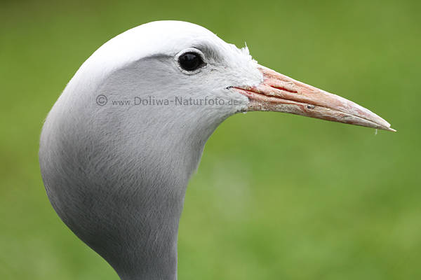 Paradieskranich Vogel des Glcks Tieraufnahme