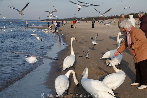 Meervgel fttern Foto Frau fliegende Lachmwen am Himmel in Luft ber Menschen am Strand