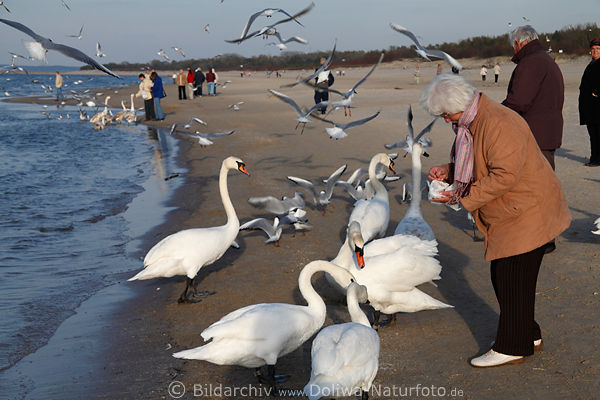 Wasservgel Bild um Frau am Meer herumfliegende Kstenvgel fttern am Strand der Ostsee