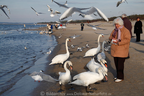 Meervgel um Frau am Ostseestrand
