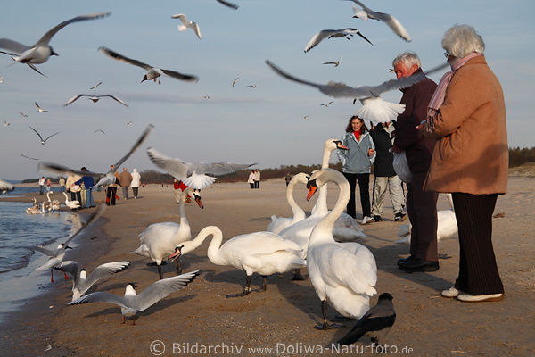 Scharr fliegender Kstenvgel um Menschen am Strand
