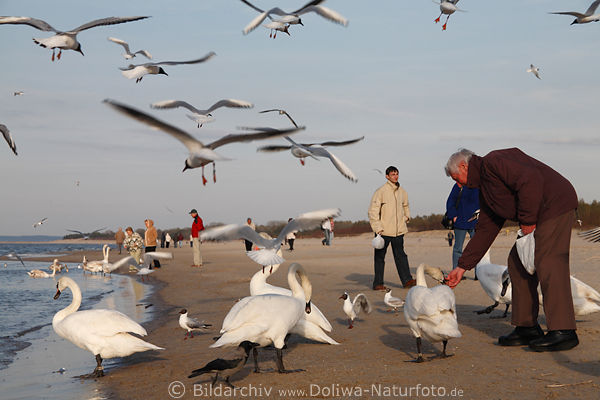 Meervgel fressen aus der Hand am Strand Schwne