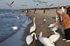 800876_Meervögel füttern Foto Frau unter fliegenden Lachmöwen am Himmel in Luft über Menschen am Seestrand