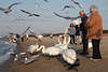 800881_Scharr fliegenden Küstenvögel Bild um Menschen am Ostseestrand Meervögel treffen am Wasser