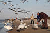 800884_Meervögel fressen aus der Hand in Foto Urlaub-Spaziergang am Strand Schwäne Begegnung an Küste
