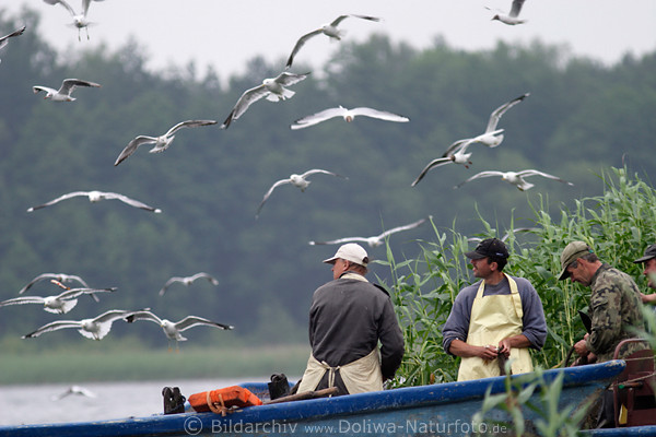 Fischfang Bilder Mwen-Flug ber Fischerboot im Schilf Lachmwen Silbermwen