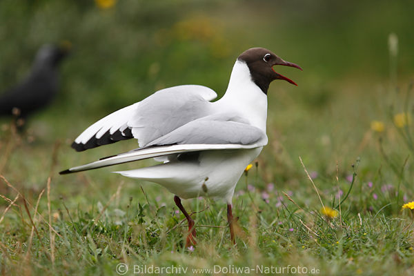 Lachmwe Rotkpfchen Vogel schreiend dribbeln im Wiesengras neugierig