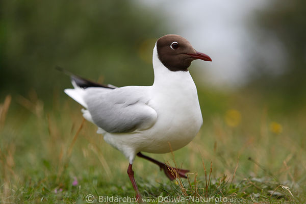 Neugieriger Mwenvogel mit Rotkopf Lachmwe Bild dribbeln im Gras vorsichtig anpirschen