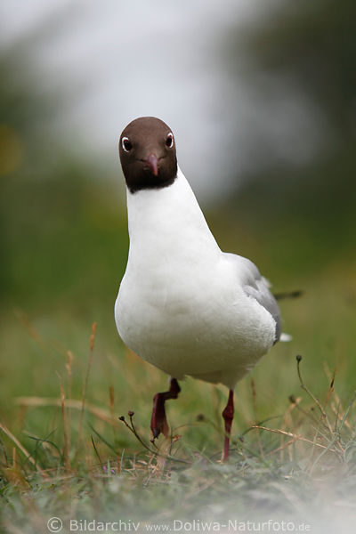 Lachmwe Rotkpfchen Vogelbild dribbelt neugierig im Gras: hallo hier bin ich, was machst du da