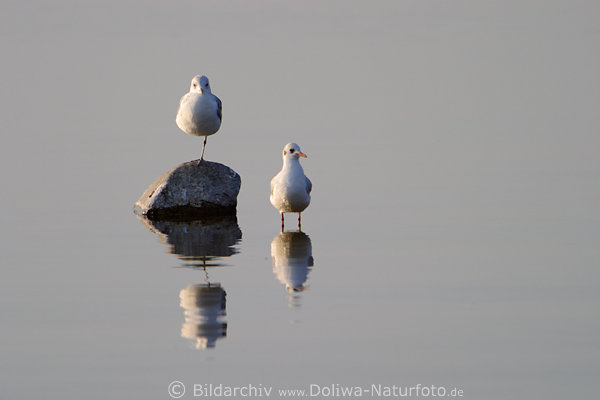 Mwen-Paar in See Stillwasser Spiegelung Fotografie am Stein stehen in Bild