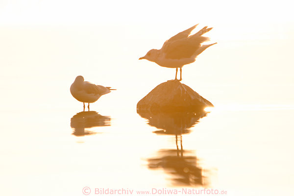 Mwen-Silhouetten Bild auf Stein Vogelkonturen Fotografie im Gegenlicht hell