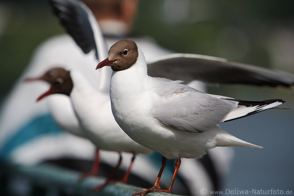 Mwe Weivgel mit Rotschnabel