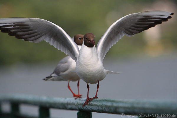 Mwe Hochflgel Vogel weissgrau