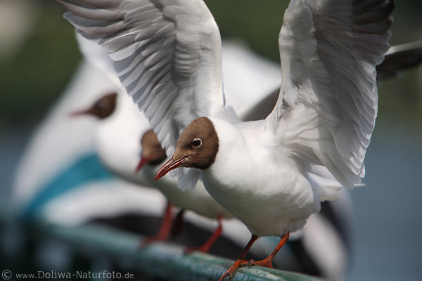 Mwenkopf Weissflgel Rotschnabel Auge Rotfsse Tierportrt auf Seesteg
