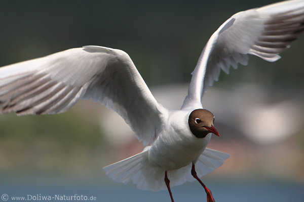 Mwe Flugportrt Vogelbild Grossflgel Rotschnabel Augenblick