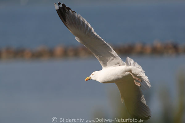 Mwenflug Vogelfoto am Seeufer weisse Silbermwe Flgelbreite ganz in Sonne