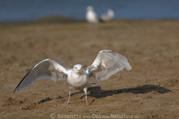 Mwe Hochflgel auf Fen im Sand stehen Meer Kstenvogel Bild Naturportrt