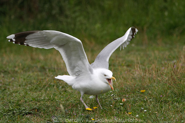 Mwenschrei auf Graswiese Vogelbild Flgel hochstehen Schnabel-Schreck fr Nachbarmwen