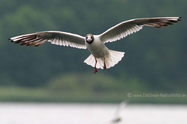 Mwe Flgelbreite in Luft Flugfoto schwebend Lachmwe frontal Tierportrait