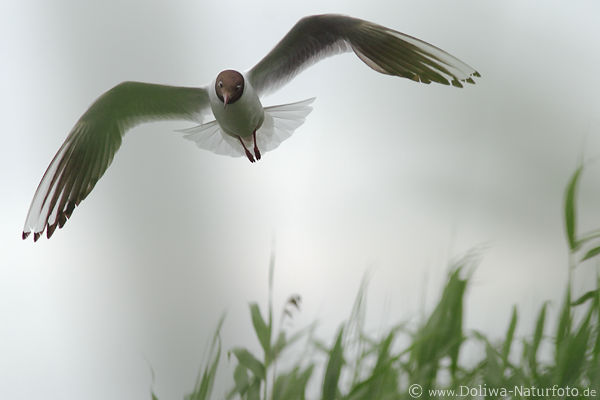 Mwe Vogelflug schweben frontal