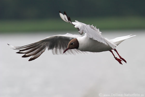 Mwe Vogelflug seitliches Bild