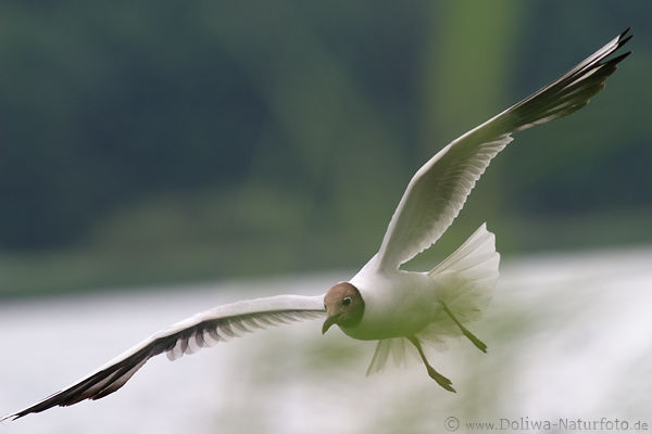 Mwe Flgelbreite Flugbild hinter Seeschilf