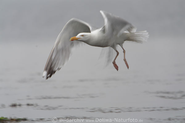 Gromwe Flugbild Fe ber Wasser hngen Flgelbewegung Kstenvogel Meerportrt