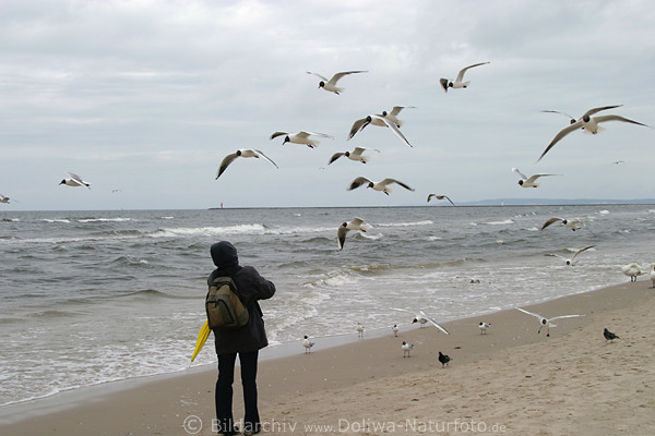 Frau fttert Mwen-Schwarm  Vgelfoto Flug ber Ostsee Meerstrand