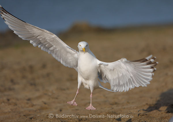 Mwe Vogelflug Bodenlandung auf Fe Flgelbreite Foto schweben frontal Portrt