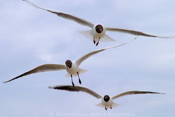 Mwen-Dreier Flugbild am Himmel Lachmwen Frontalflug ganze Flgelbreite