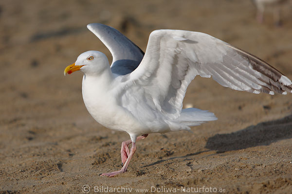 Elegante Möwe Vogelbild auf Sand zu Fuß laufen Naturporträt Weißtier mit Flügel