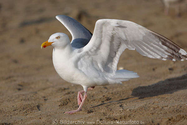 Elegante Mwe Vogelbild auf Sand zu Fu laufen Naturportrt Weitier mit Flgel