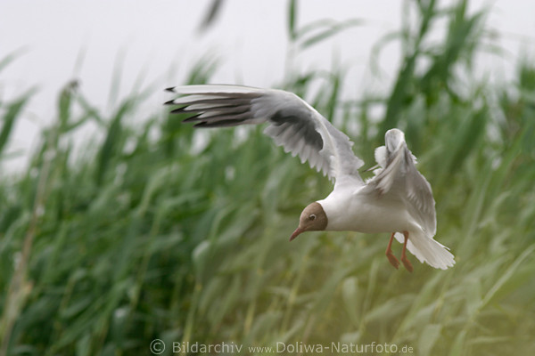 Fliegende Lachmwe Flugbild vor Grn-Seeschilf in Luft hngend