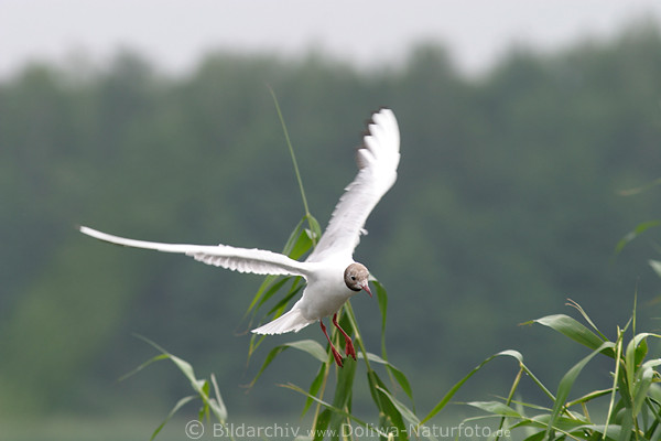Lachmwe Flugportrt Naturbild fliegend in Luft vor Grn-Schilf hngen