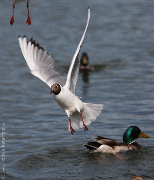 Mwenflug Start von Wassertafel Hochflgel Tierportrt