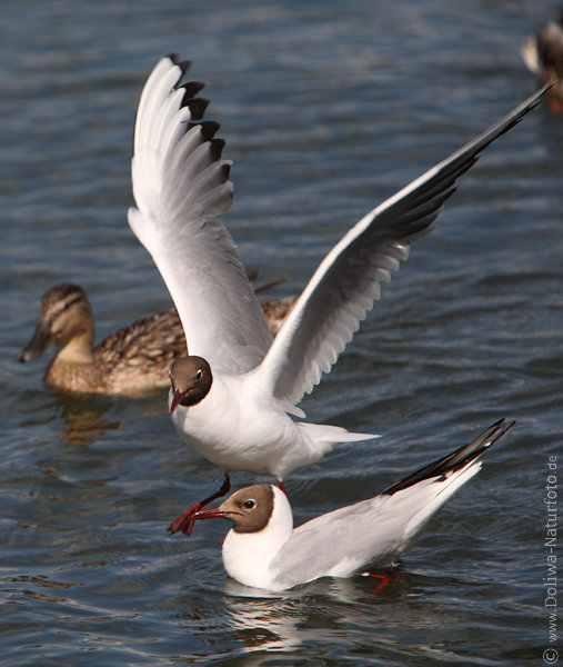 Mwenflug Nahfoto Vogel Hochflgel in Luft ber Wasser
