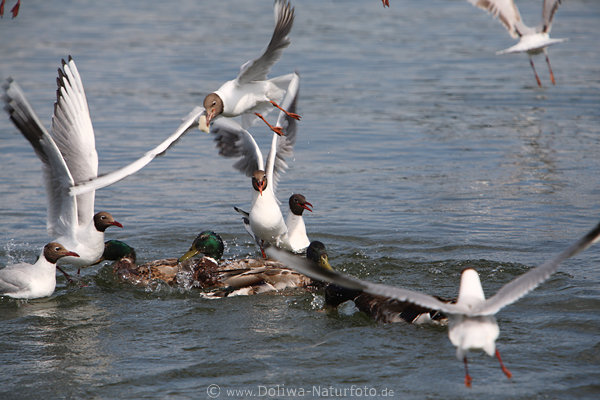 Mwenflug-Foto Seeschwalbe mit Beute in Schnabel fliegt ber Wasser
